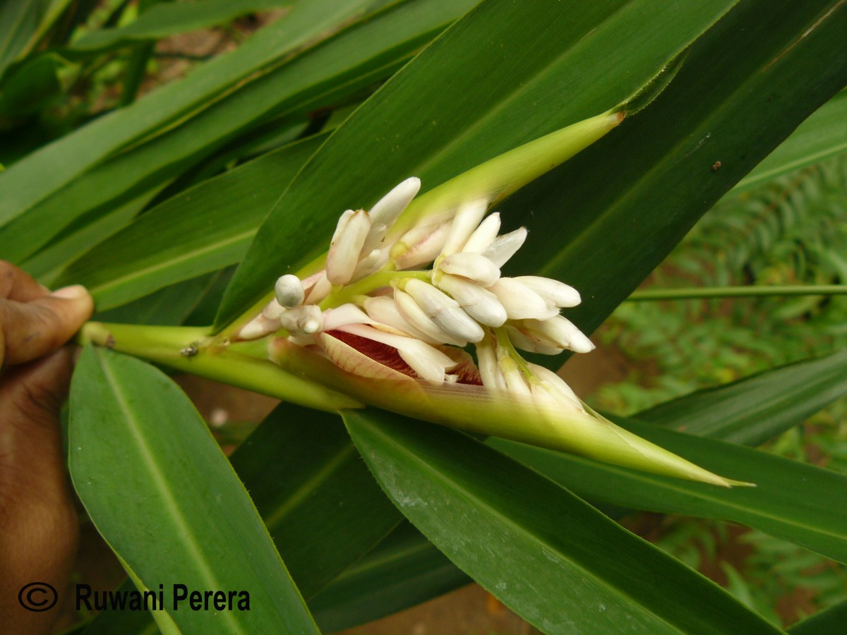 Alpinia calcarata (Andrews) Roscoe