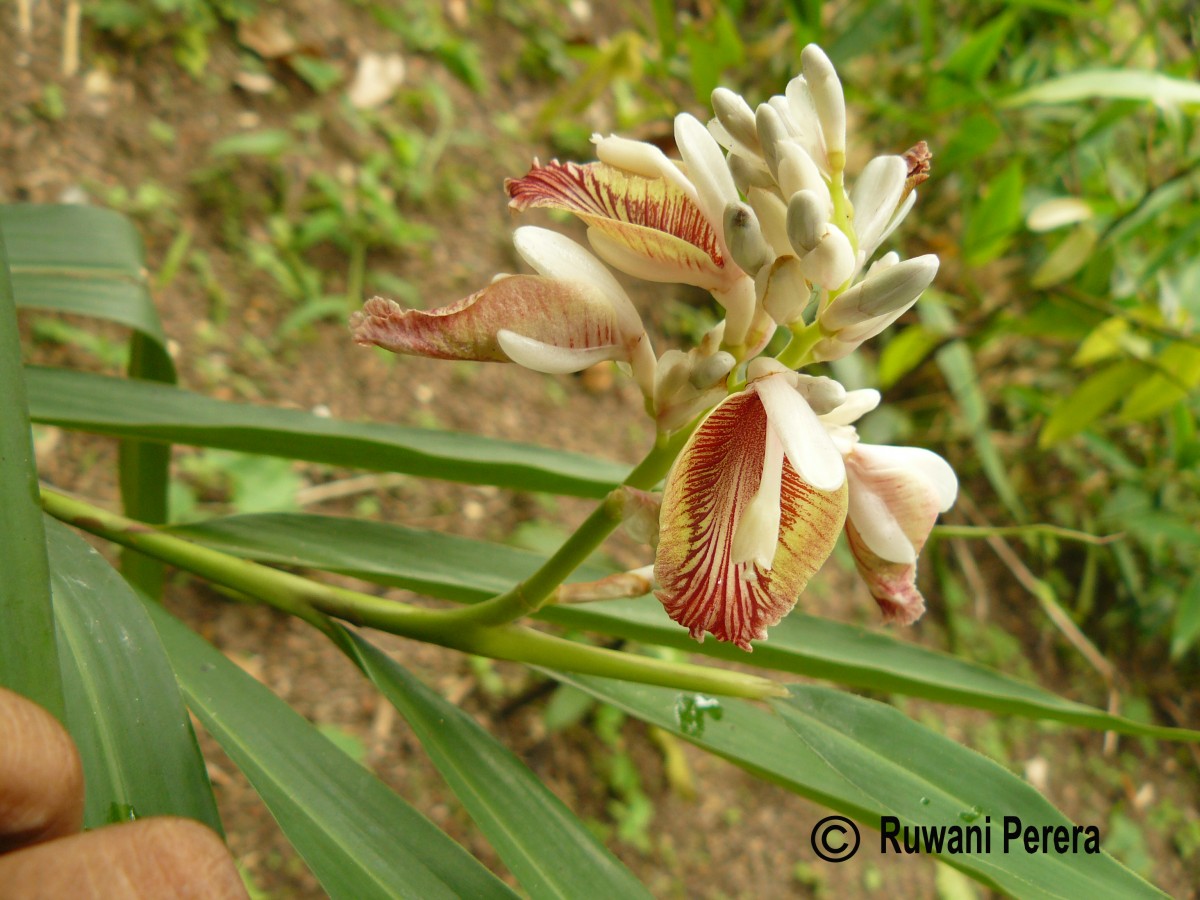 Alpinia calcarata (Andrews) Roscoe