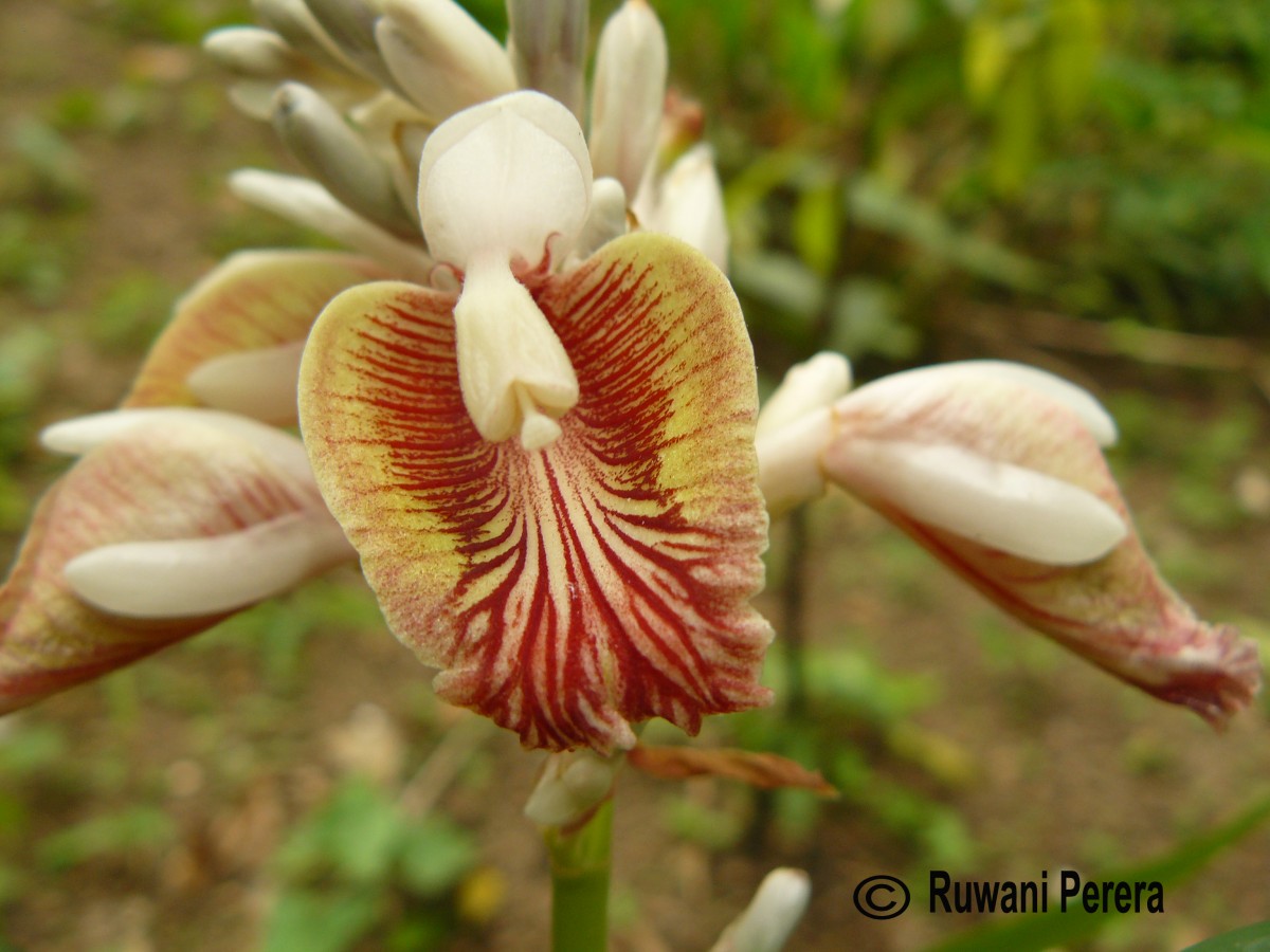 Alpinia calcarata (Andrews) Roscoe