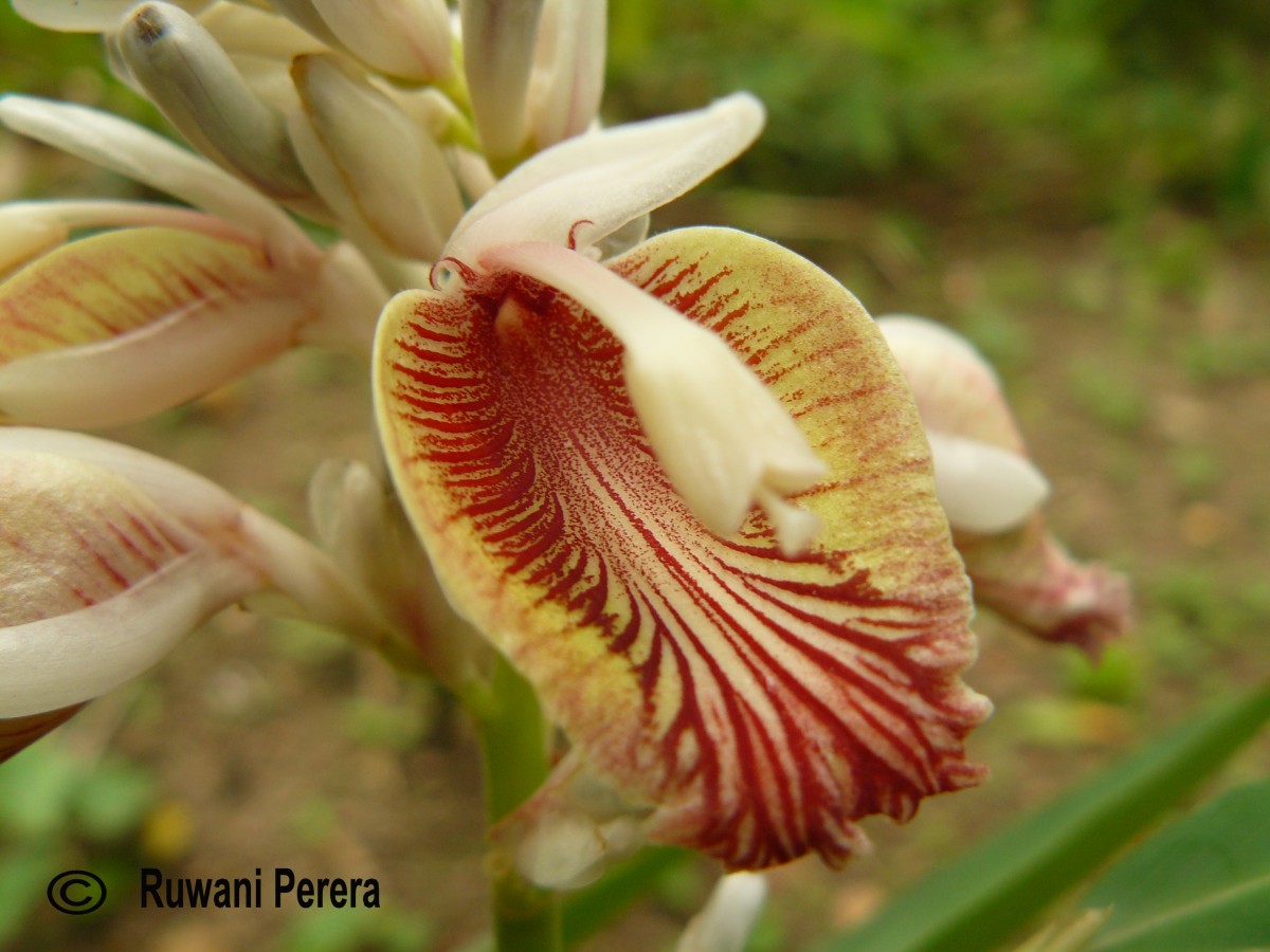 Alpinia calcarata (Andrews) Roscoe