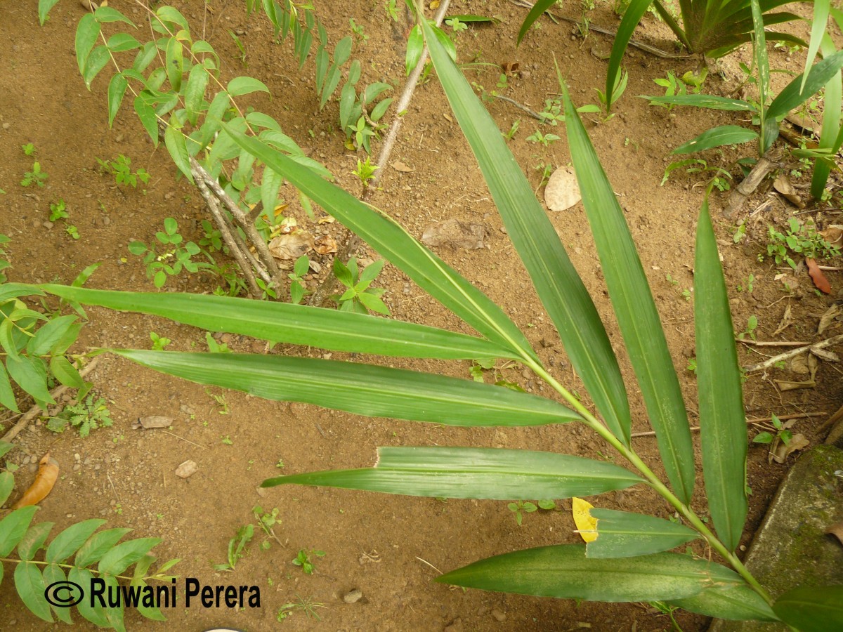 Alpinia calcarata (Andrews) Roscoe