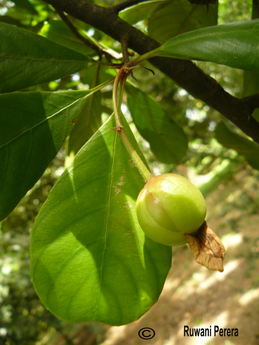 Dillenia retusa Thunb.