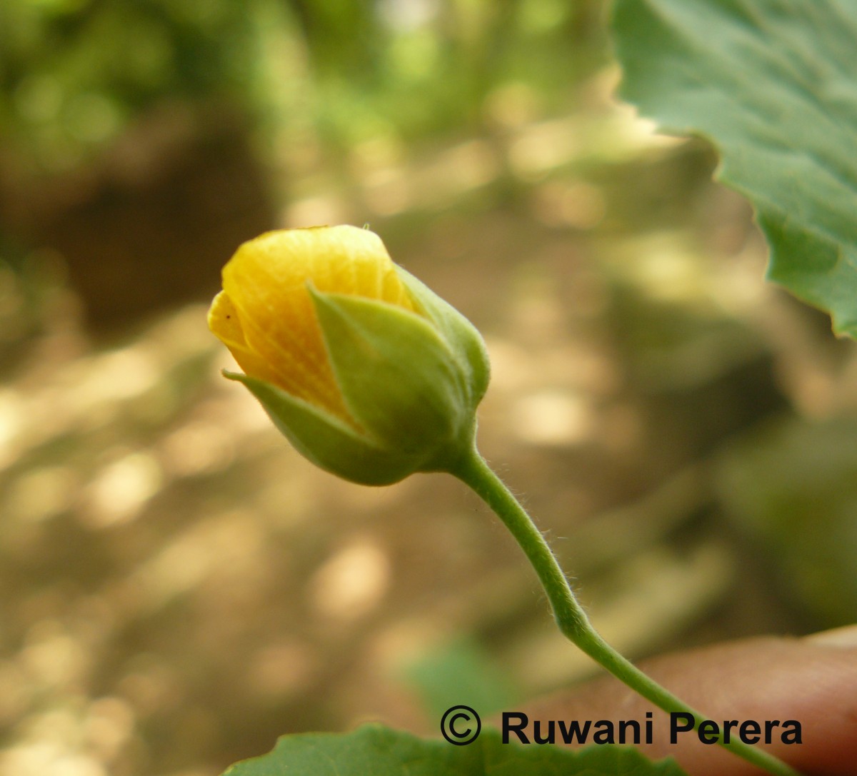 Abutilon indicum (L.) Sweet