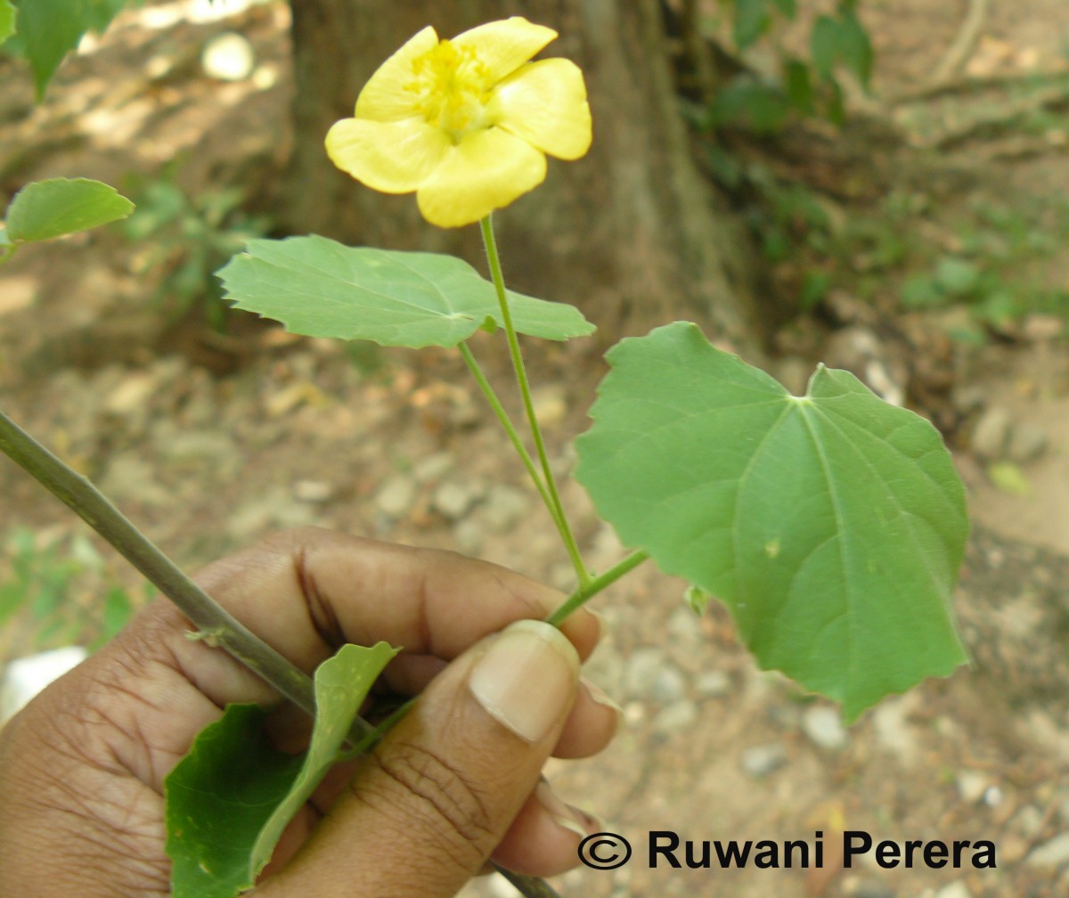 Abutilon indicum (L.) Sweet