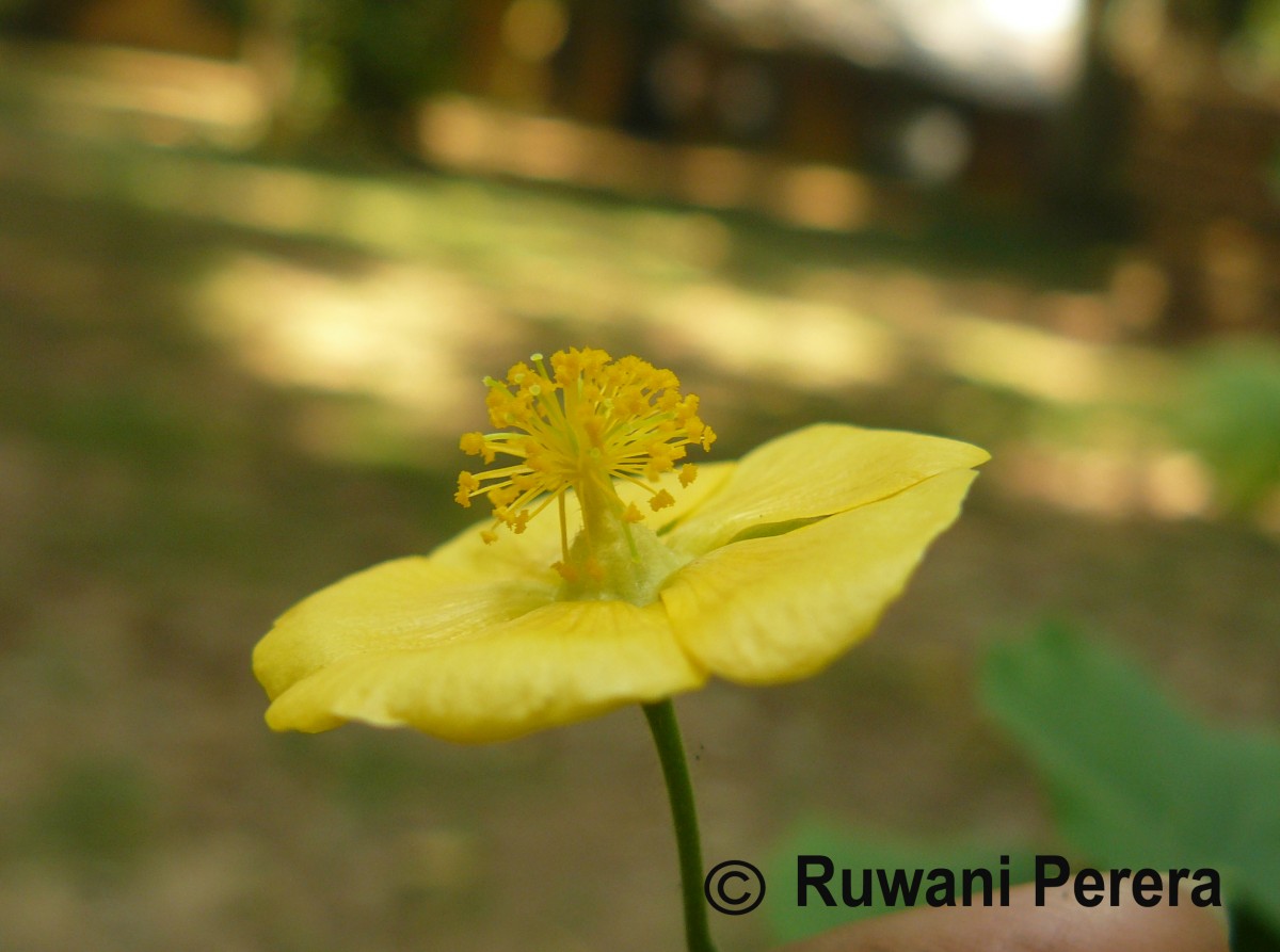 Abutilon indicum (L.) Sweet