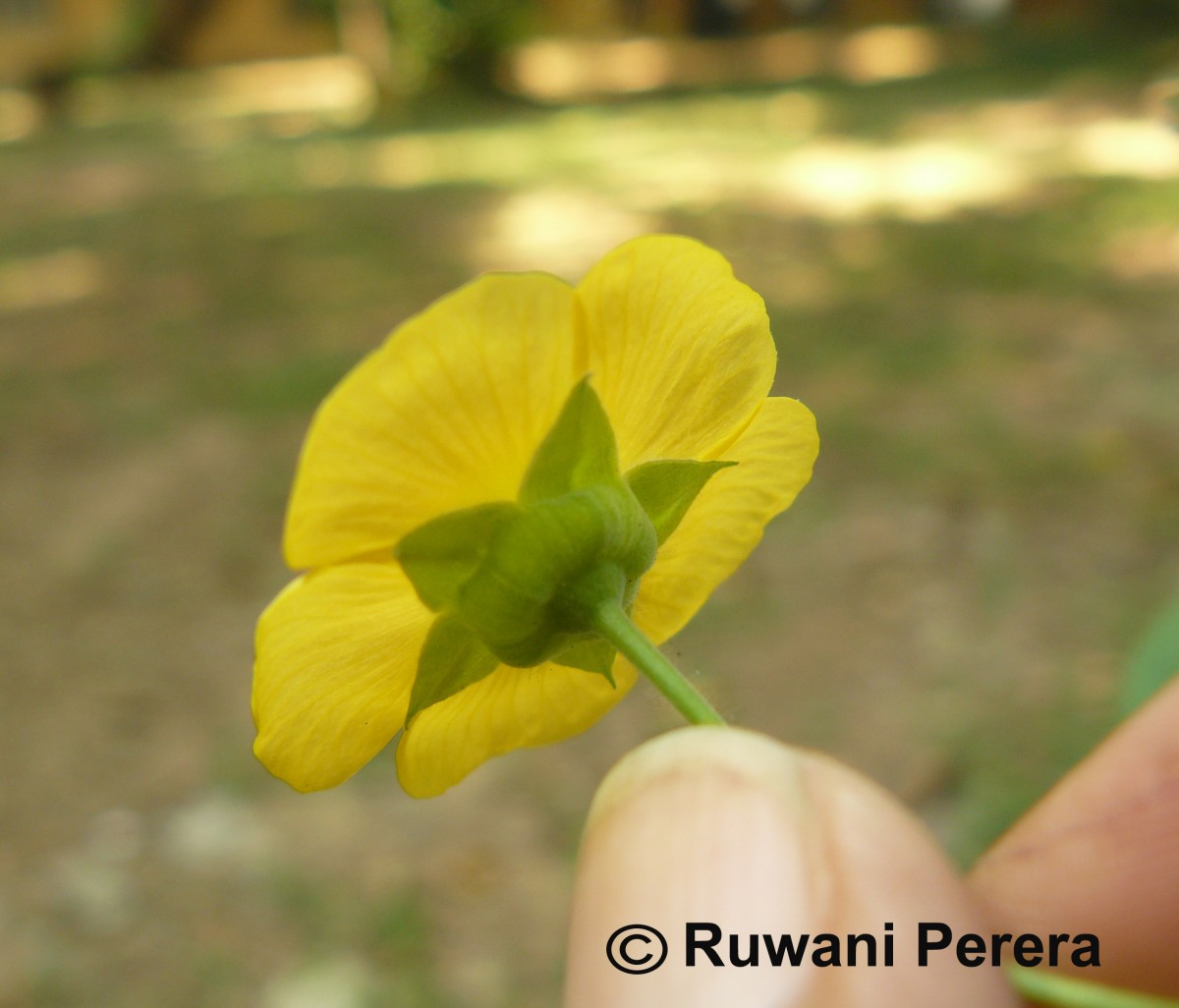 Abutilon indicum (L.) Sweet