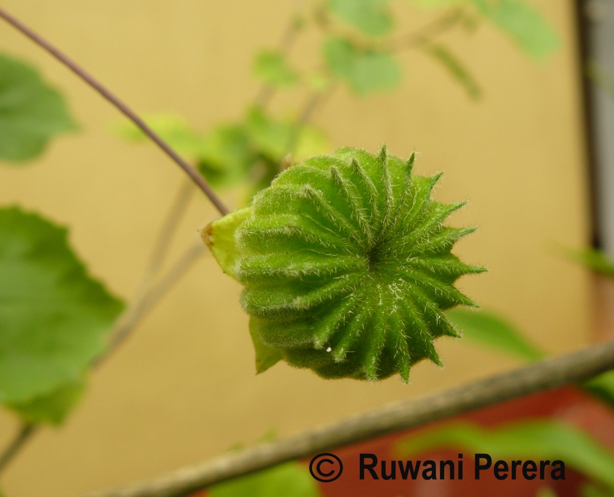 Abutilon indicum (L.) Sweet