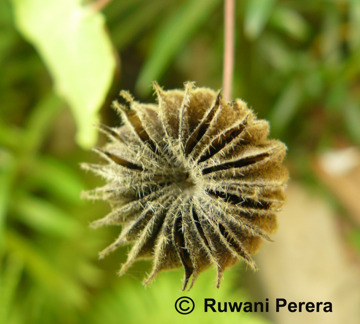 Abutilon indicum (L.) Sweet