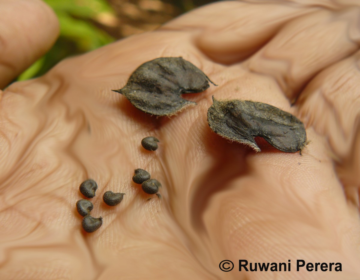 Abutilon indicum (L.) Sweet