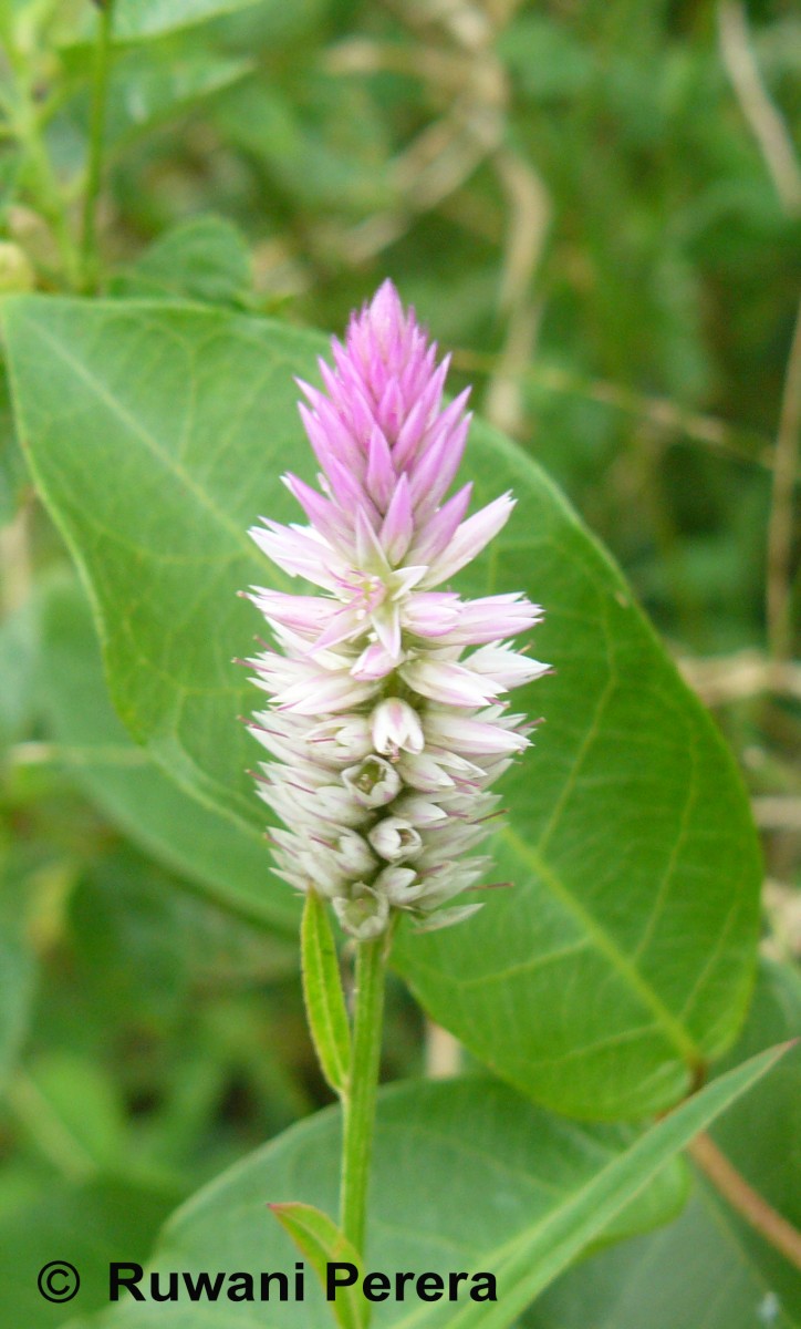 Celosia argentea L.