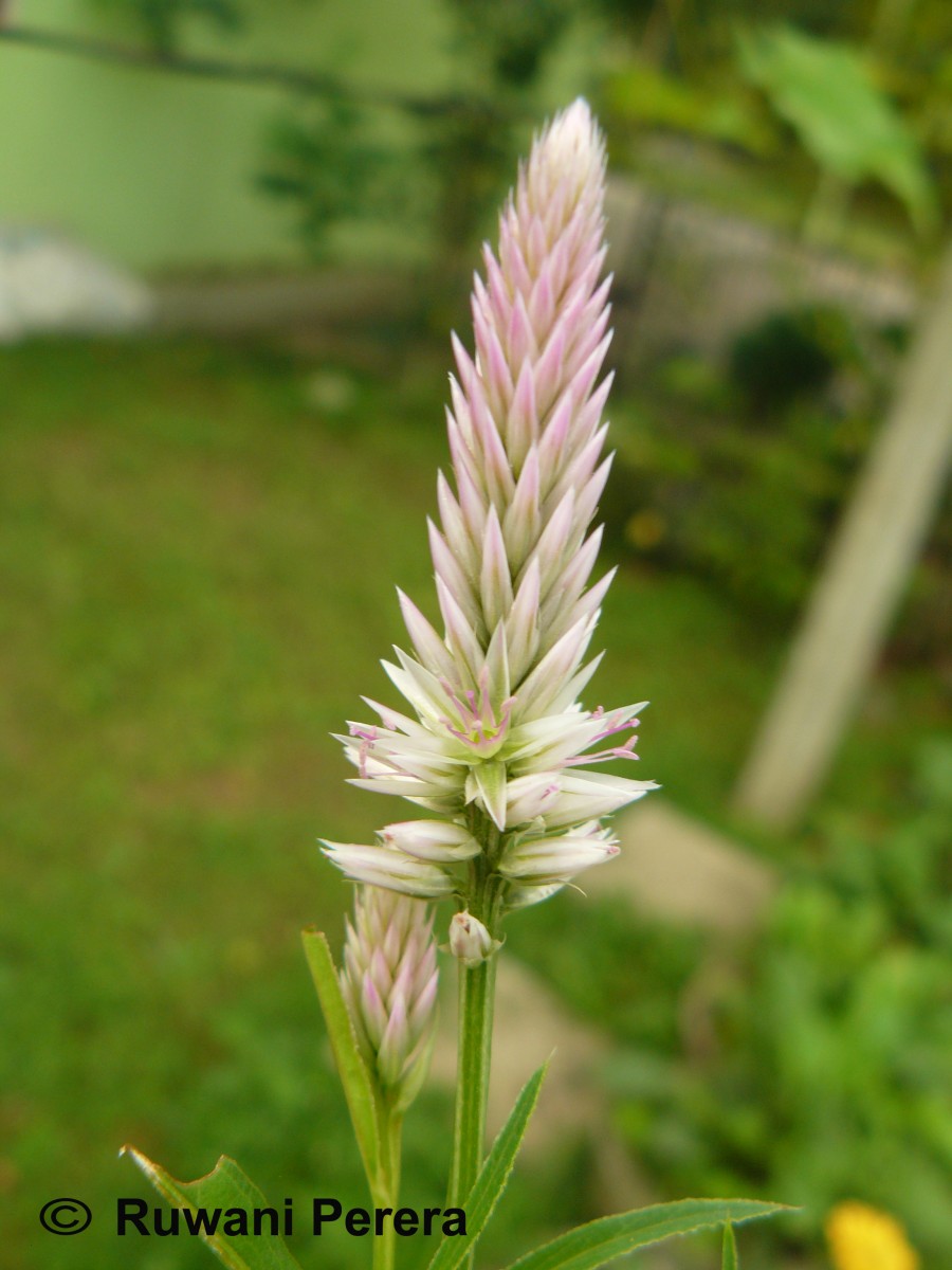 Celosia argentea L.