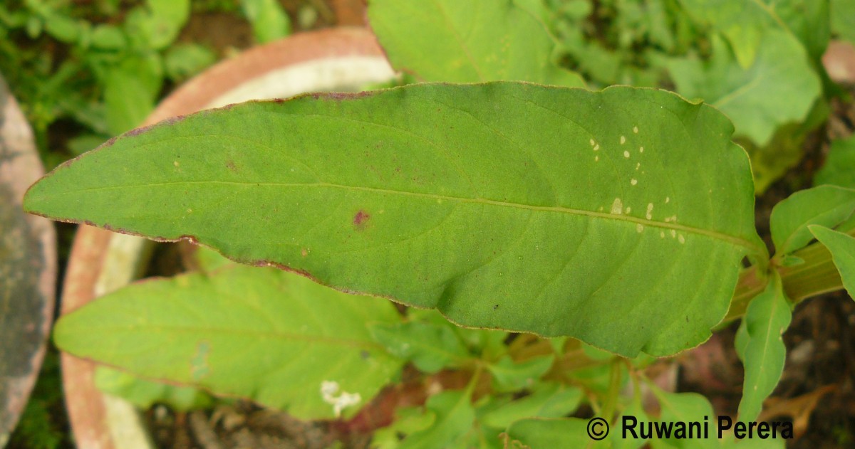 Celosia argentea L.