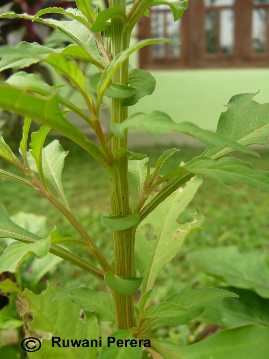 Celosia argentea L.