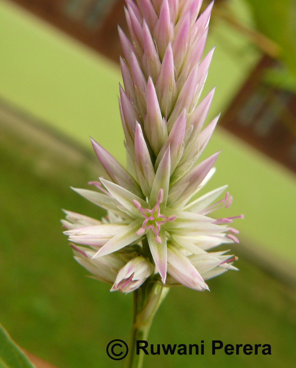 Celosia argentea L.