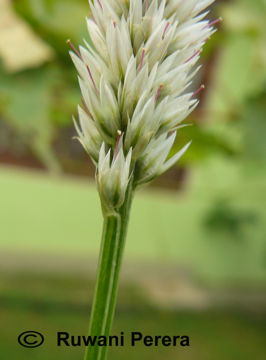 Celosia argentea L.