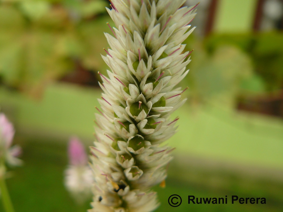 Celosia argentea L.