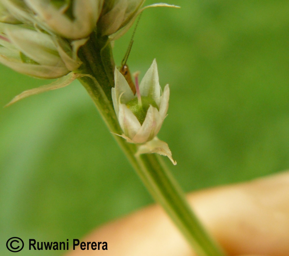 Celosia argentea L.