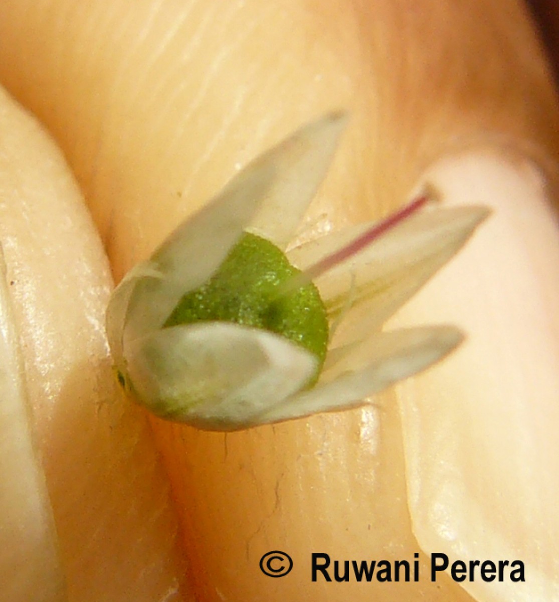 Celosia argentea L.