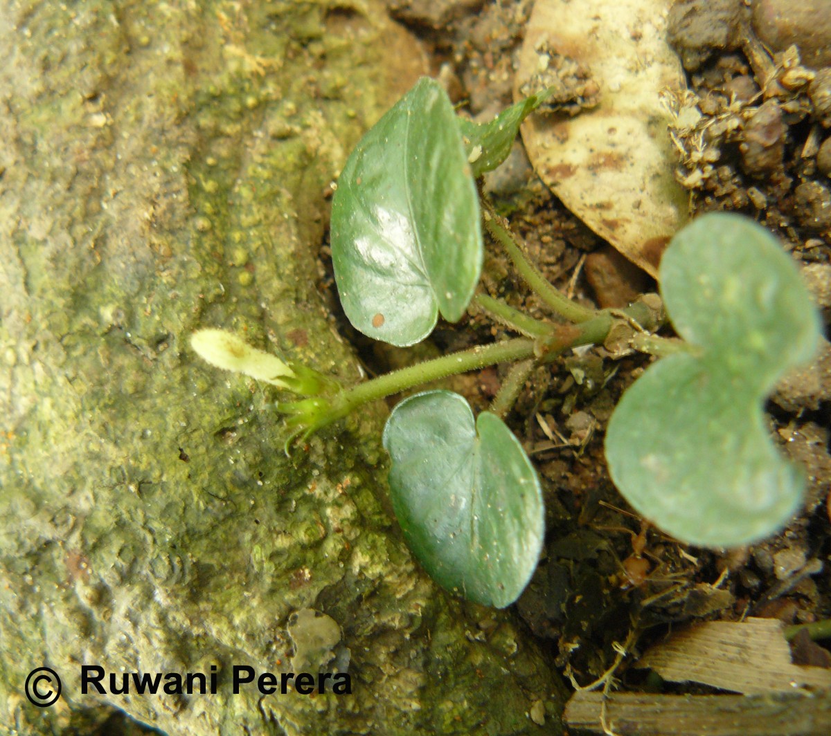 Geophila herbacea (Jacq.) K.Schum.