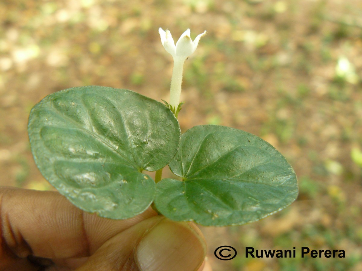 Geophila herbacea (Jacq.) K.Schum.