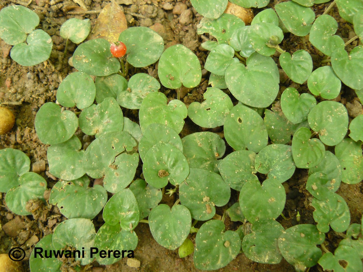 Geophila herbacea (Jacq.) K.Schum.