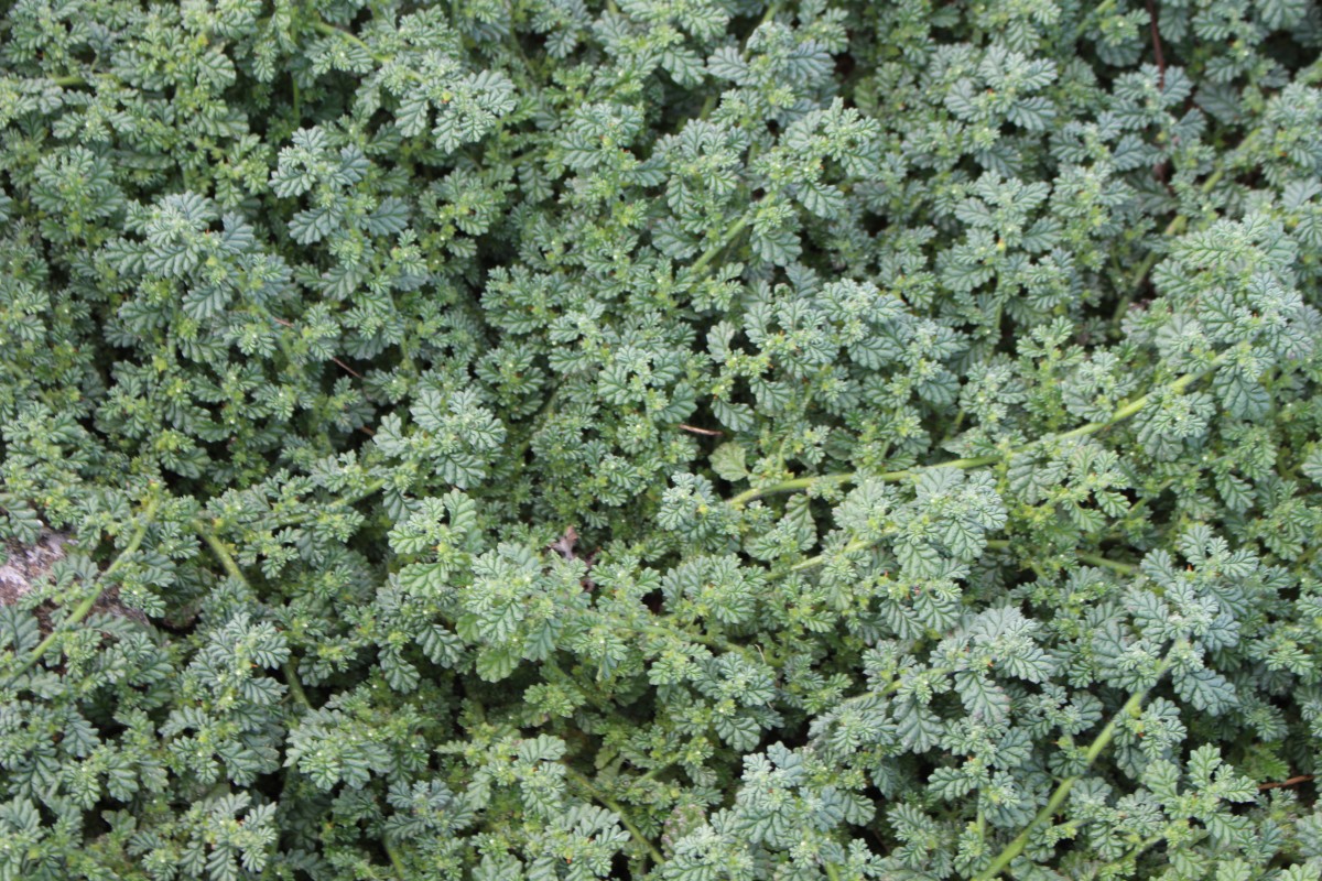 Coldenia procumbens L.