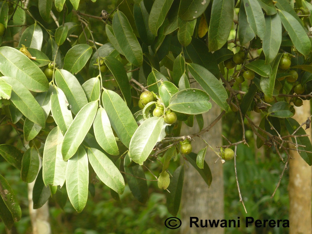 Diospyros ebenum J.Koenig ex Retz.