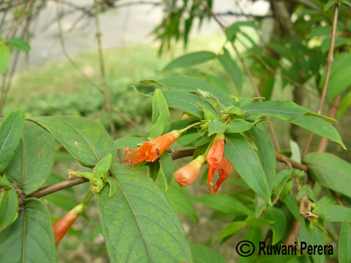 Woodfordia fruticosa (L.) Kurz