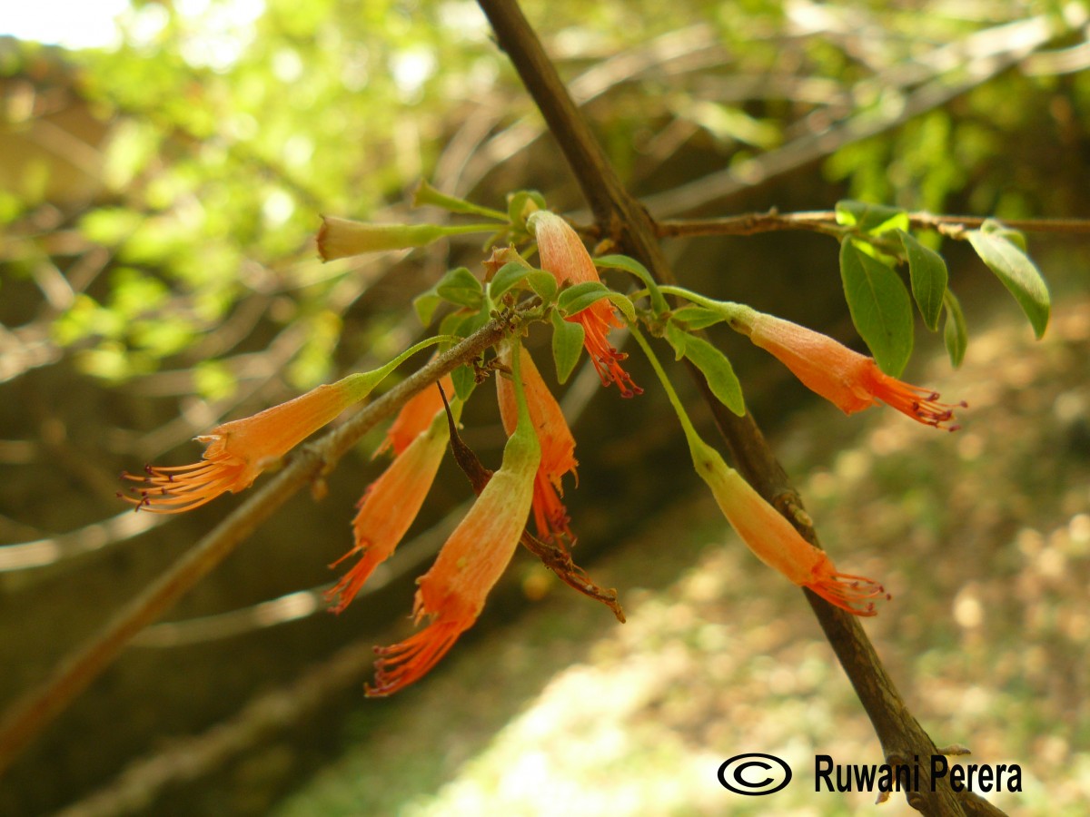 Woodfordia fruticosa (L.) Kurz