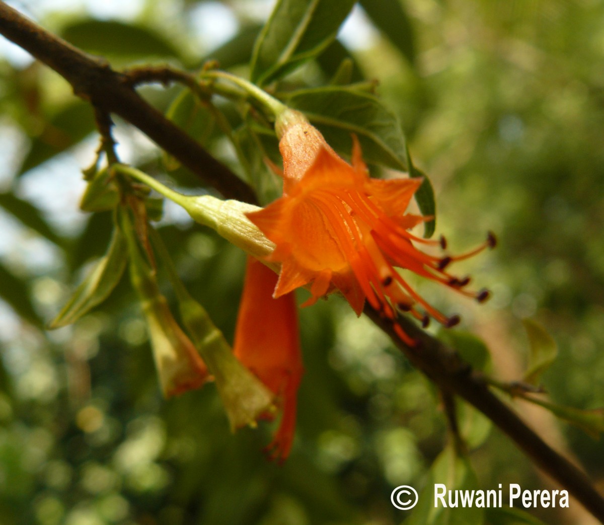 Woodfordia fruticosa (L.) Kurz