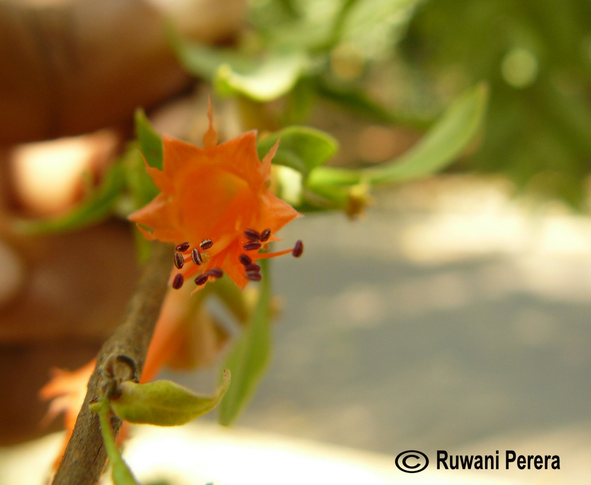 Woodfordia fruticosa (L.) Kurz