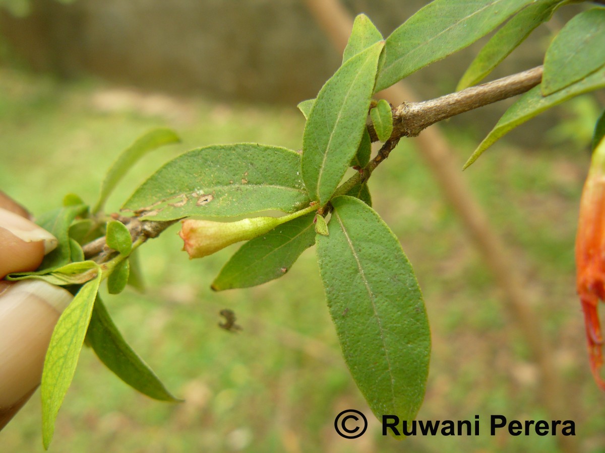 Woodfordia fruticosa (L.) Kurz