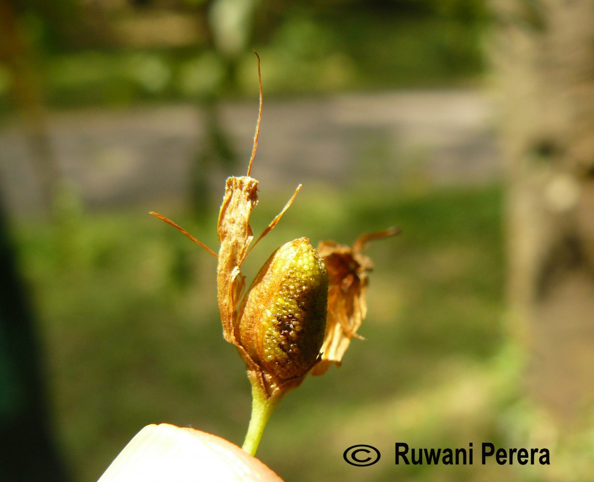 Woodfordia fruticosa (L.) Kurz