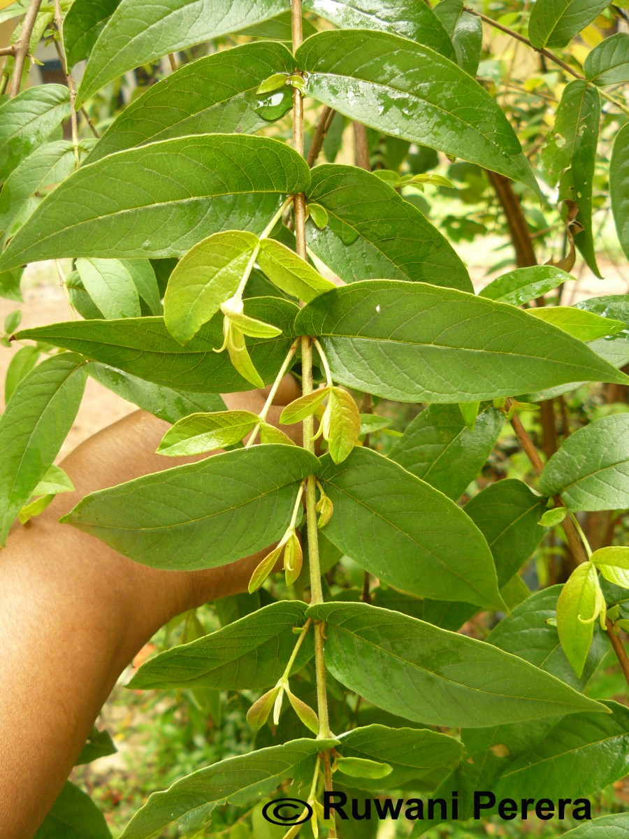 Woodfordia fruticosa (L.) Kurz