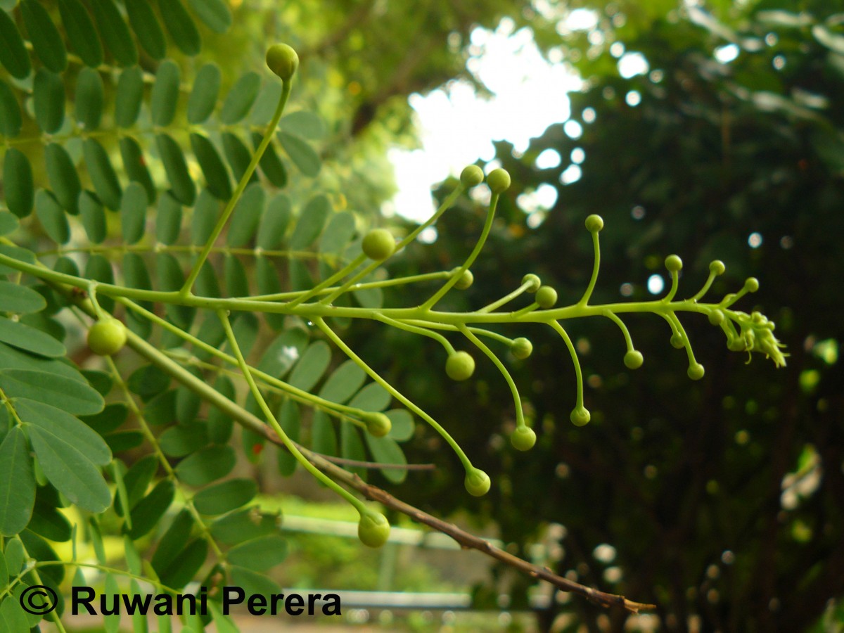 Caesalpinia pulcherrima (L.) Sw.