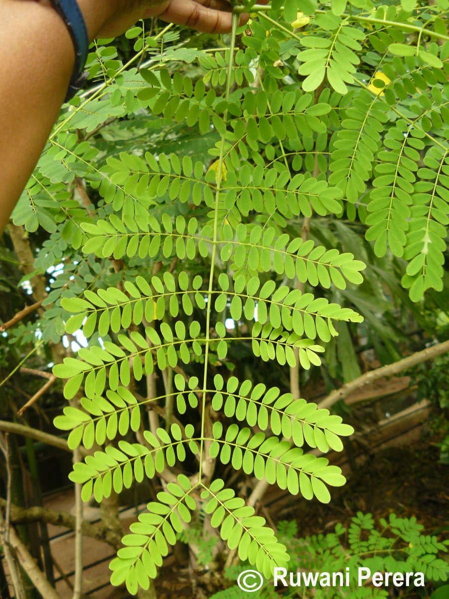 Caesalpinia pulcherrima (L.) Sw.