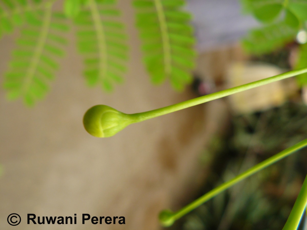 Caesalpinia pulcherrima (L.) Sw.