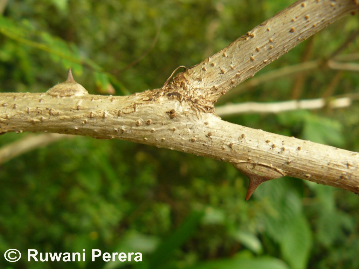 Caesalpinia pulcherrima (L.) Sw.