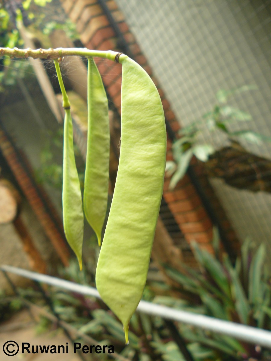 Caesalpinia pulcherrima (L.) Sw.