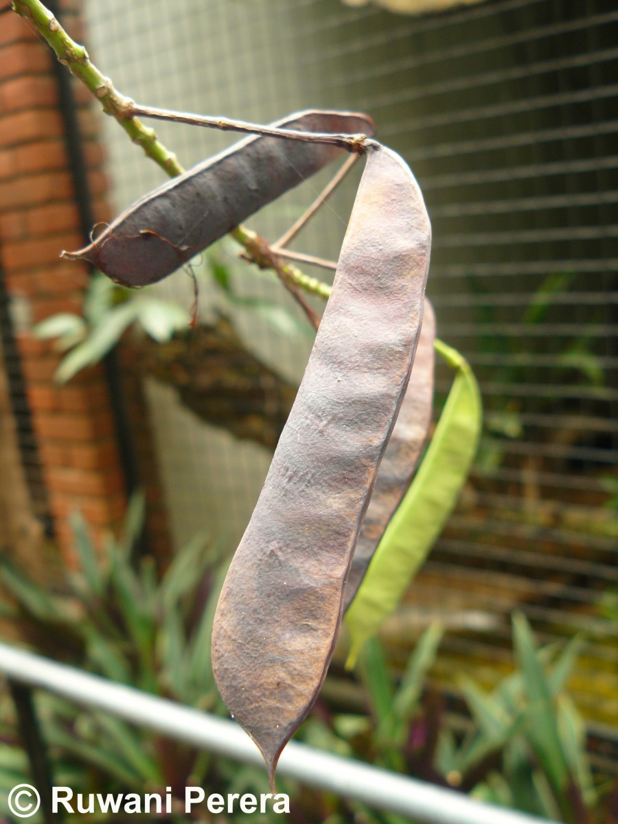 Caesalpinia pulcherrima (L.) Sw.