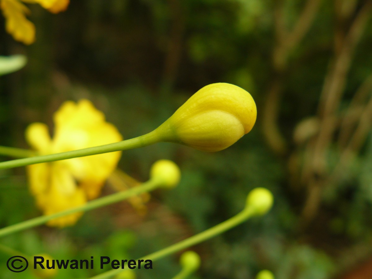 Caesalpinia pulcherrima (L.) Sw.