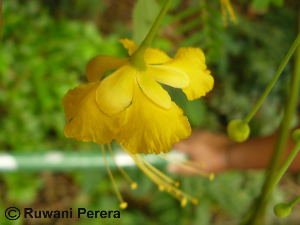 Caesalpinia pulcherrima (L.) Sw.