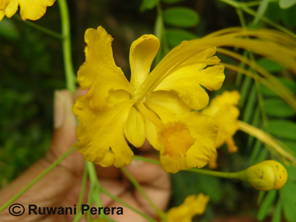 Caesalpinia pulcherrima (L.) Sw.