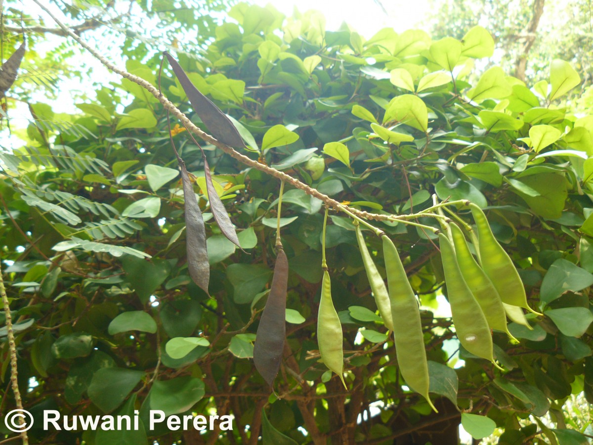 Caesalpinia pulcherrima (L.) Sw.