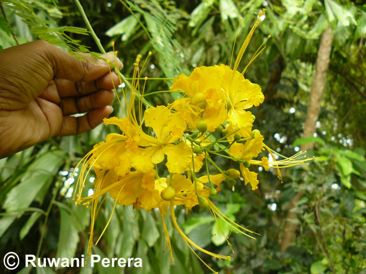 Caesalpinia pulcherrima (L.) Sw.