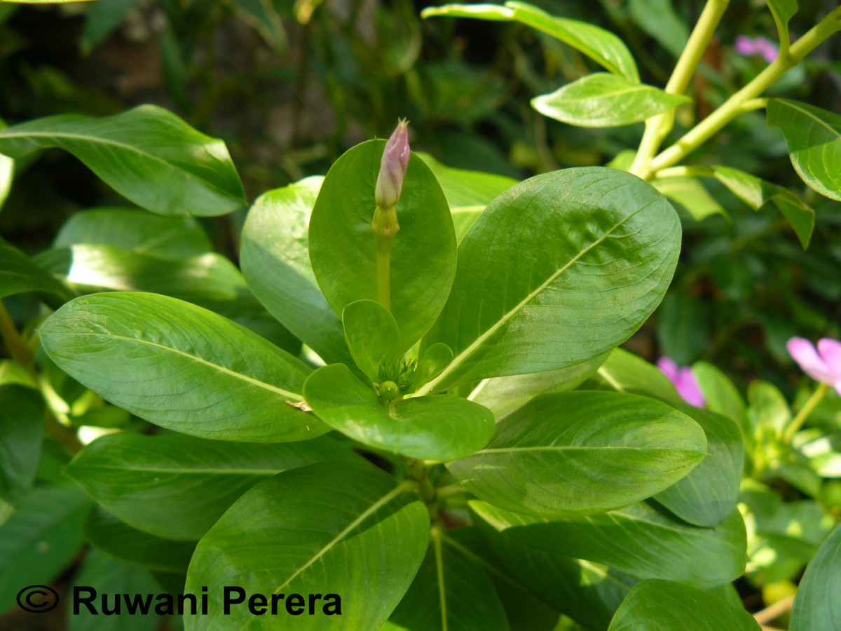 Catharanthus roseus (L.) G.Don