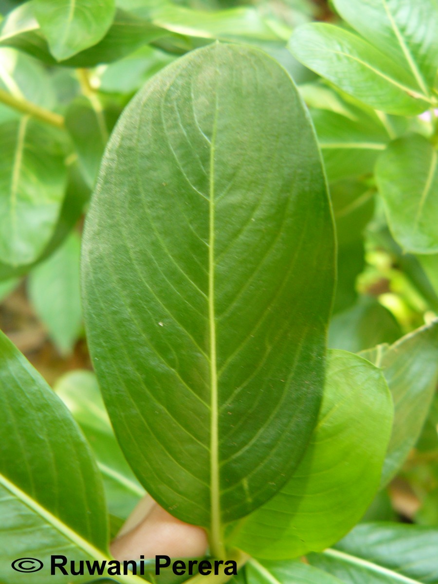 Catharanthus roseus (L.) G.Don