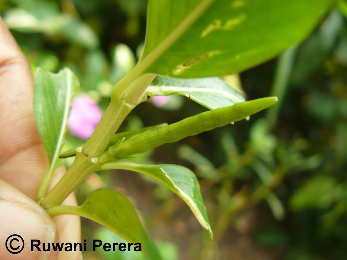 Catharanthus roseus (L.) G.Don