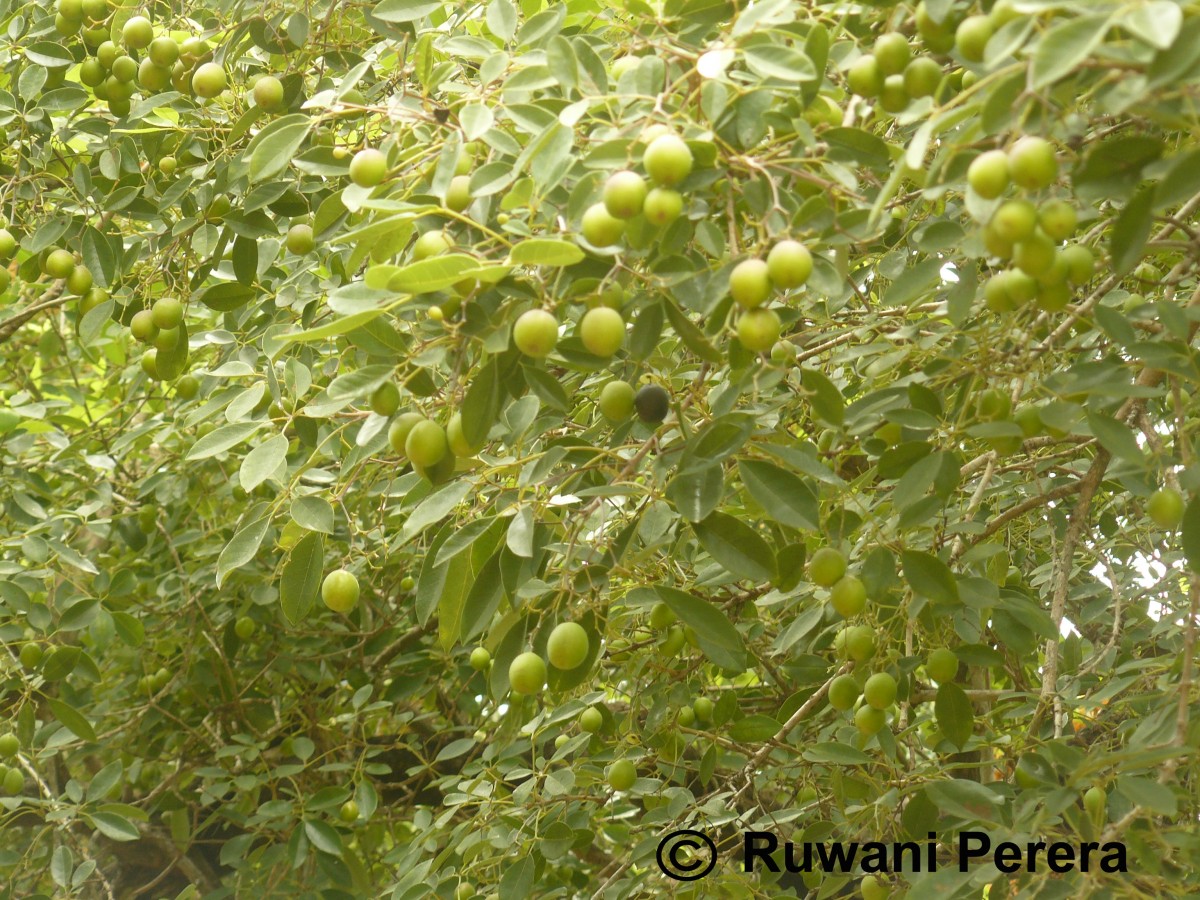 Vitex leucoxylon L.f.