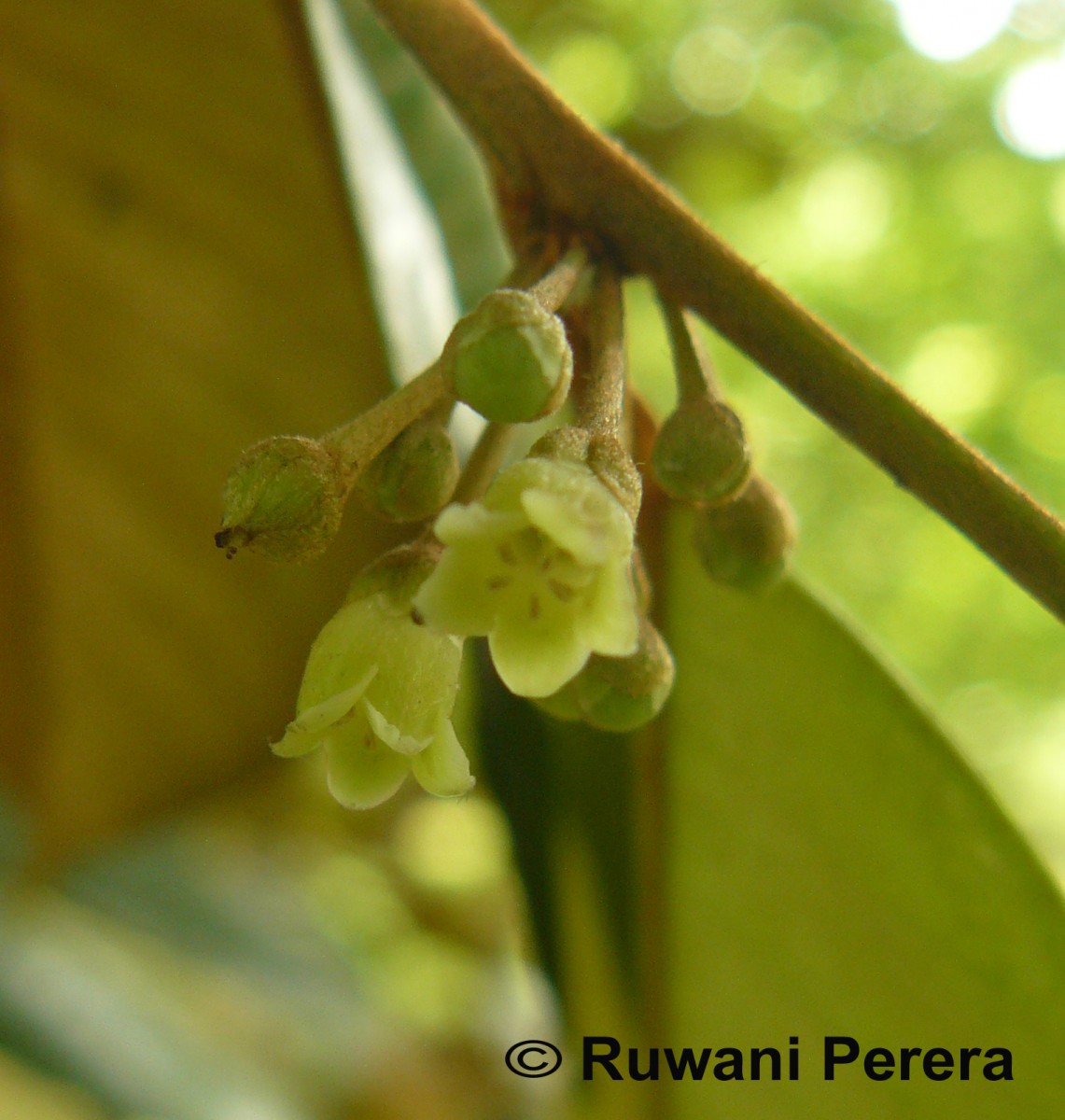 Chrysophyllum oliviforme L.